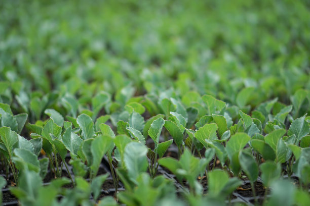 绿色幼苗的选择性特写。在一个有浇水植物的温室里的农场花园。股票的背景,照片图片下载