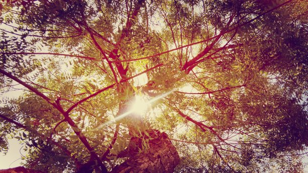 阳光透过树木的低角度视图图片下载