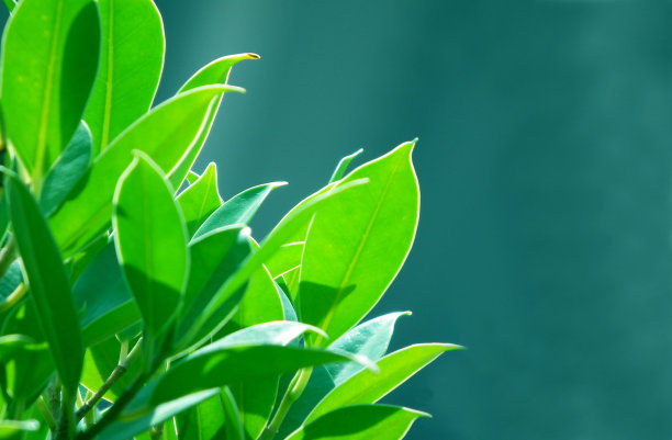 绿色的自然与空间添加文字。图片下载