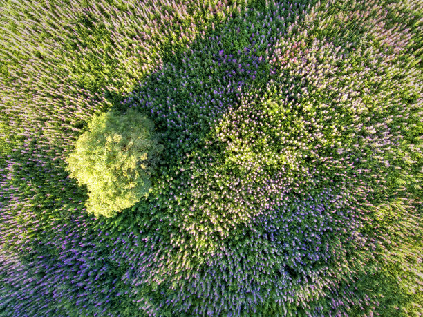 空中的夏季草地上盛开的沙莉花图片下载