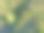 空中的夏季草地上盛开的沙莉花图片下载