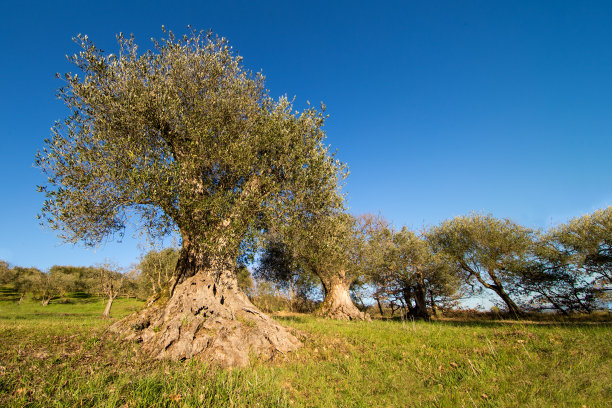 PAG岛伦老橄榄树园(HR)图片下载