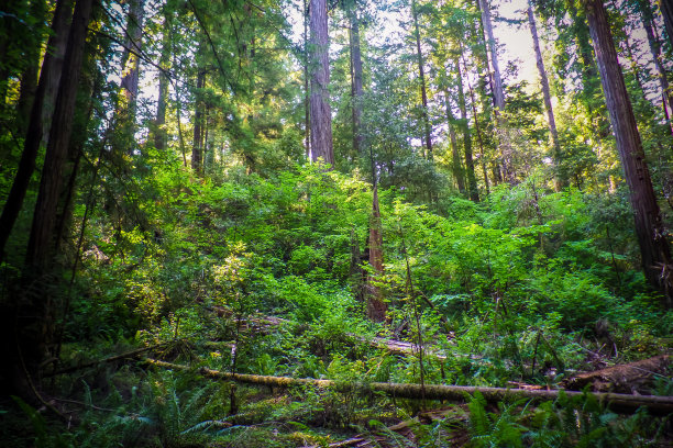 红杉森林图片下载