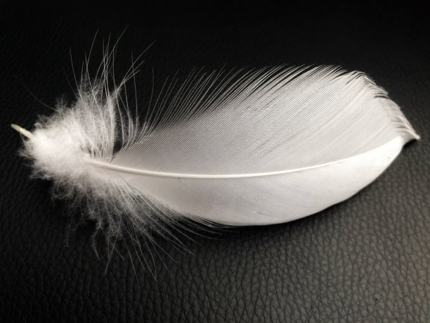 北京烤鸭的一根白色羽毛图片下载