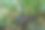 一个用英语和泰语写的禁止进入的木制标志位于清迈的常绿森林中间。图片下载