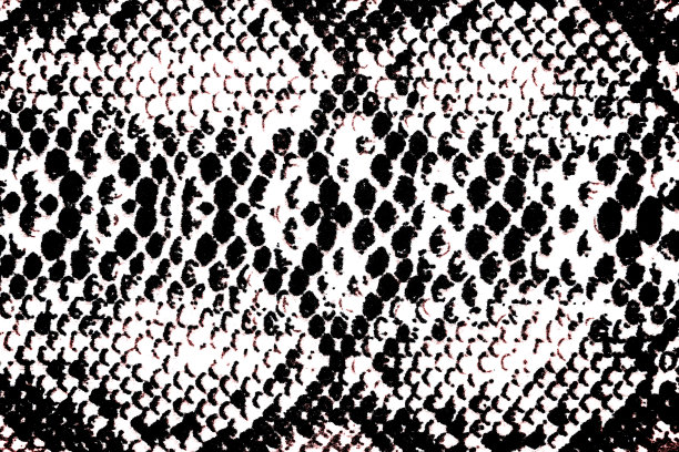 蛇皮纹理图片下载