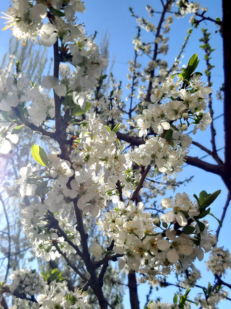 白色的花朵照片。春天的树。新的生活。蓝色的天空,太阳。壁纸的背景。光线。阳光,紫外线。图片下载