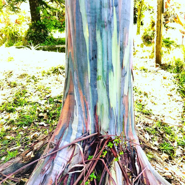 彩虹桉树图片下载