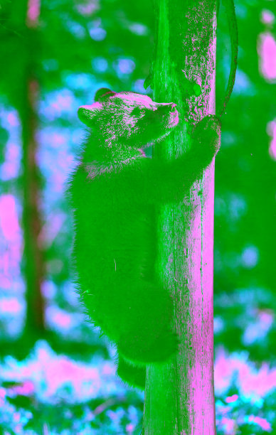 树上的小棕熊。图片下载