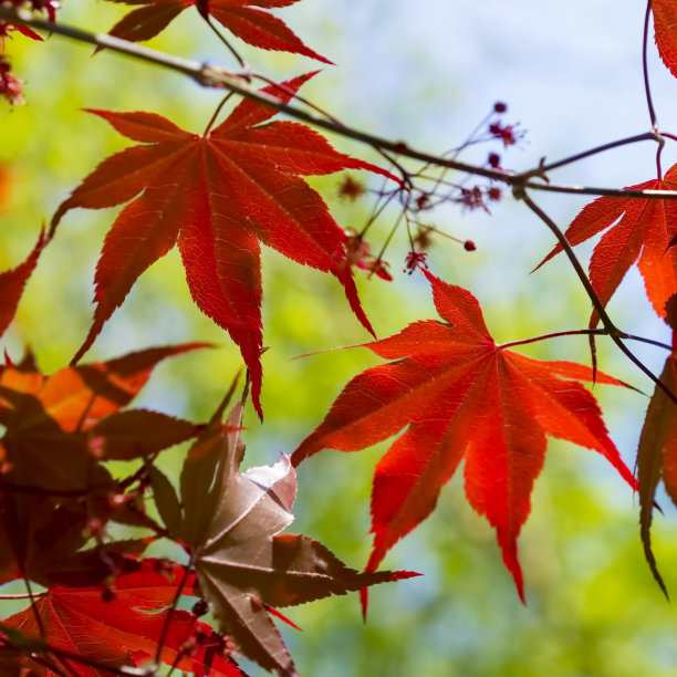 掌叶槭，掌叶枫，日本枫的特写图片下载