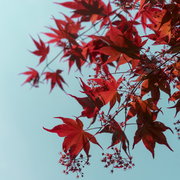 掌叶槭，掌叶枫，日本枫的特写图片下载