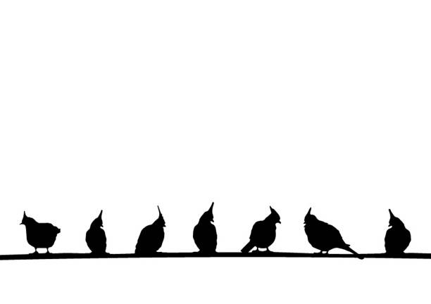 澳洲冠鸽的轮廓图片下载