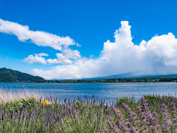 美丽的薰衣草花田，富士川口镇，山梨县，日本。薰衣草是一种具有鲜艳的紫色和令人愉悦的香味的草本植物。图片下载