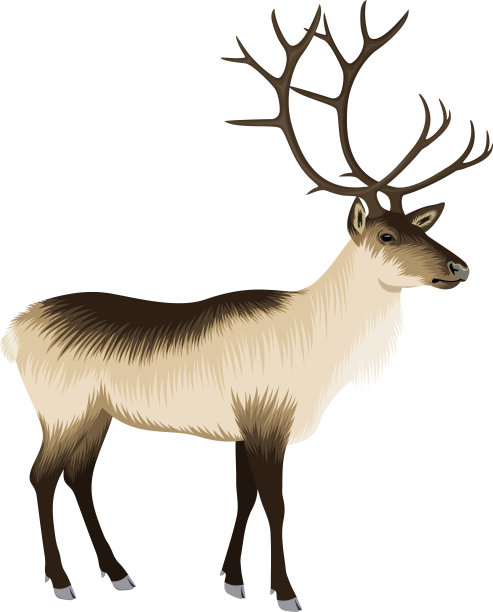 向量raindeer插图图片下载