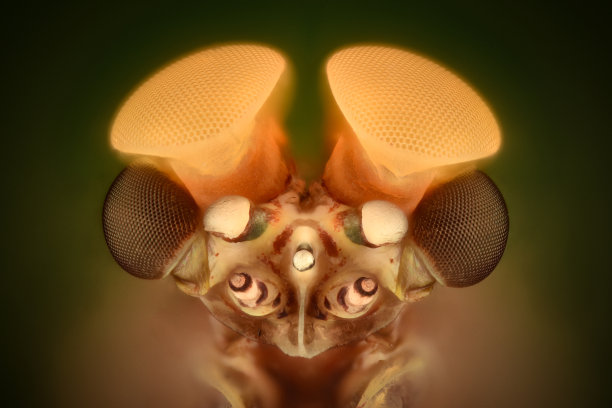 极度放大-雄性蜉蝣图片下载