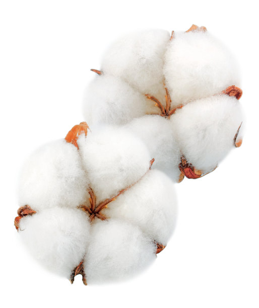 没有阴影的棉花花孤立在白色的背景上图片下载