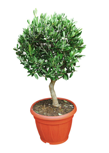 矮子奥利维尔在锅里雕刻，白色背景。图片下载