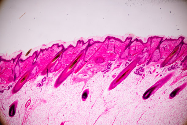 教育人体头皮解剖学和生理学，在实验室显微镜下展示毛囊。图片下载