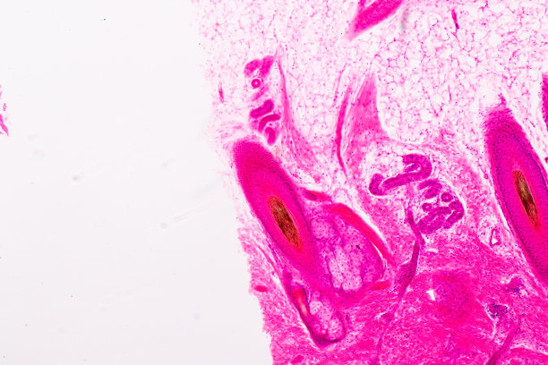 教育人体头皮解剖学和生理学，在实验室显微镜下展示毛囊。图片下载