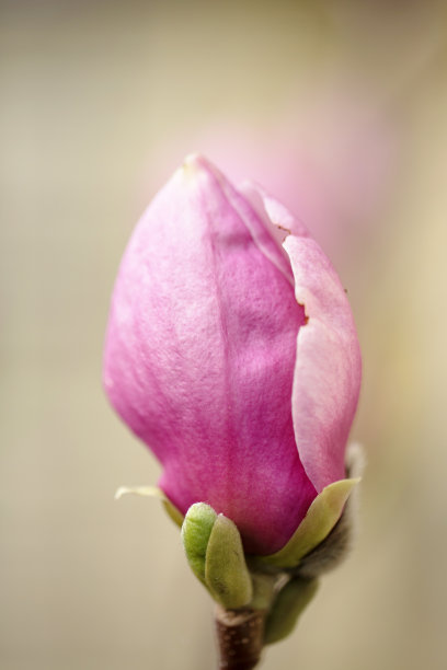 粉红色的木兰芽图片下载