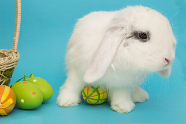 活生生的复活节兔子与鸡蛋和篮子在一个蓝色的背景图片下载