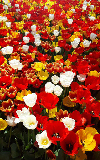 全框彩色郁金香-郁金香花园图片下载