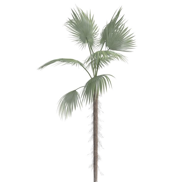 棕榈树3d插图孤立在白色的背景图片下载