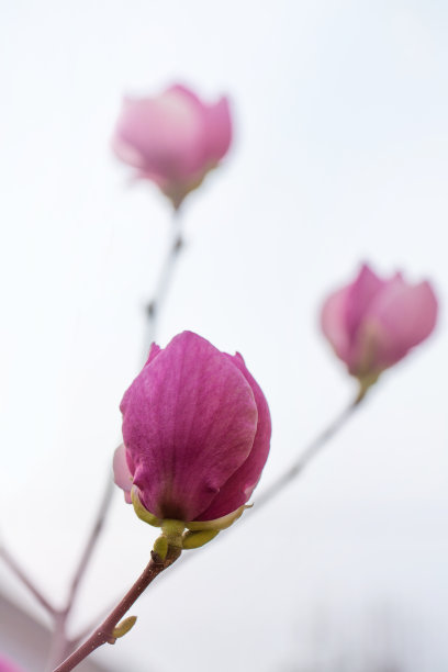 粉红色木兰的大花图片下载