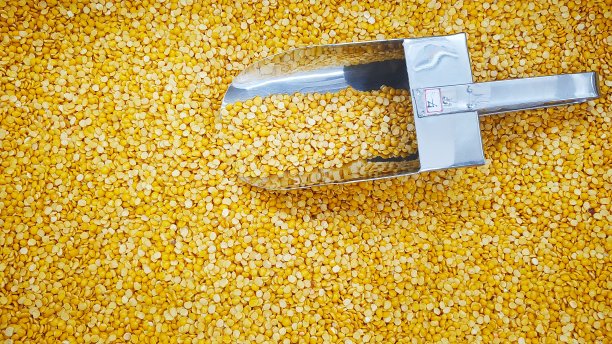 磨碎的鹰嘴豆在一个托盘与不锈钢测量设备图片下载
