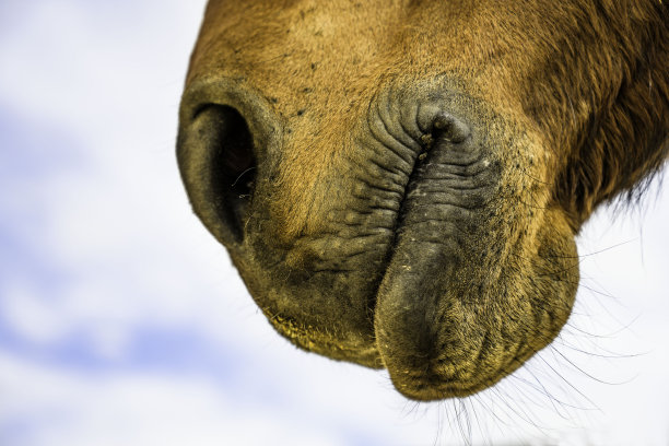 坐骑和苍蝇图片下载