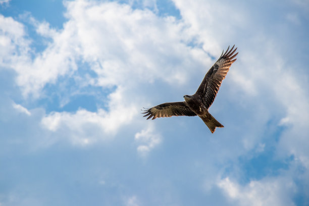 雄鹰飞过蓝天图片下载