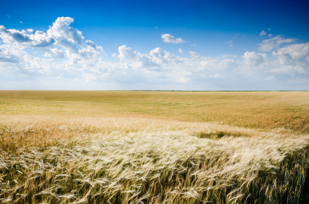 蓝天下的大麦田图片下载