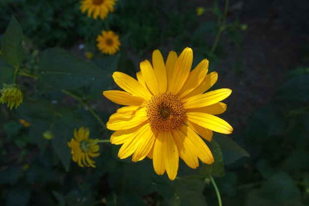 六月日芥花头图片下载