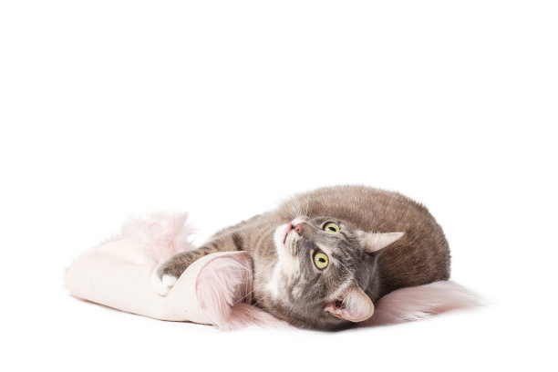 猫睡在地毯上孤立的白色在家里图片下载