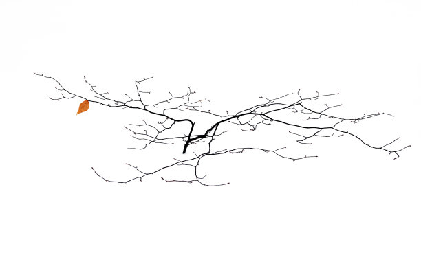 小的树图片下载