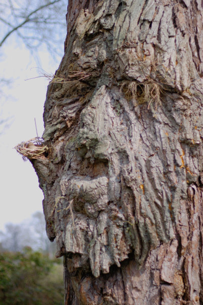 树的脸。艺术品。图片下载