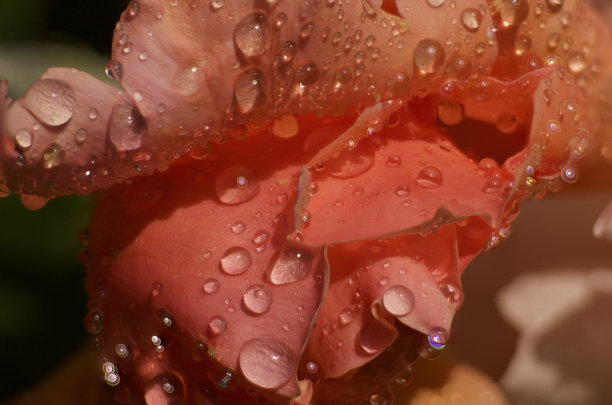 潮湿的玫瑰图片下载