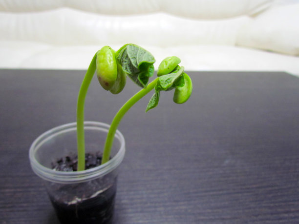 用塑料杯装在家里种的豆子图片下载