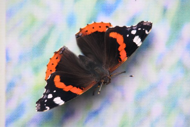 阿塔兰塔蝴蝶图片下载