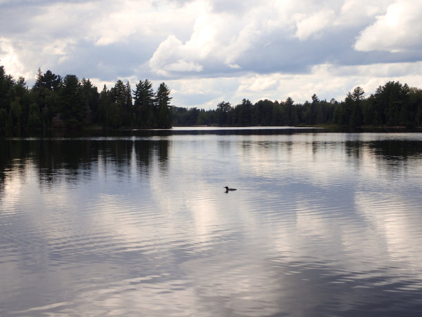 湖景与潜鸟的剪影图片下载