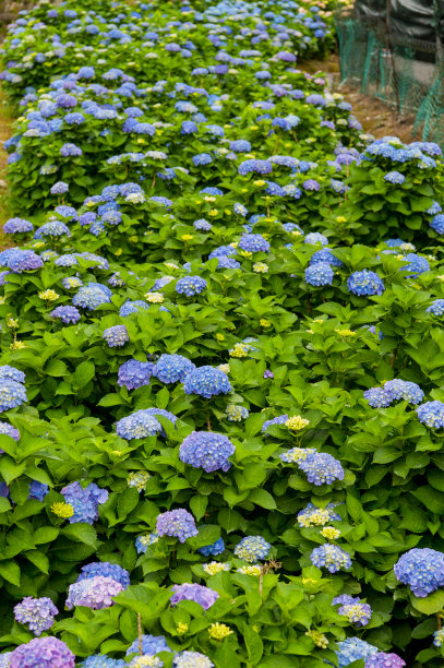 美丽的绣球花正在盛开。图片下载