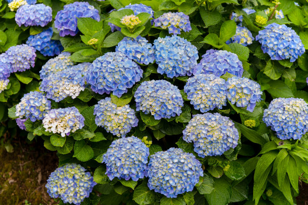 美丽的绣球花正在盛开。图片下载