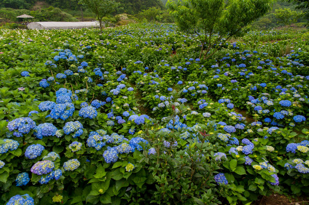 美丽的绣球花正在盛开。图片下载