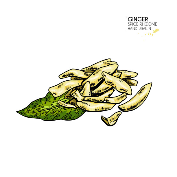 手拉生姜粉，切片。矢量雕刻彩色插图。辣rhizhome蔬菜。食物配料，芳香疗法，烹饪。用于化妆品包装设计、草药、保健。图片下载
