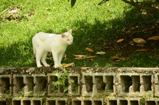 奇怪的猫图片下载