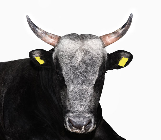 白上孤立的公牛。漂亮的大棕色公牛肖像近距离。农场动物。肉牛孤立在白色。图片下载