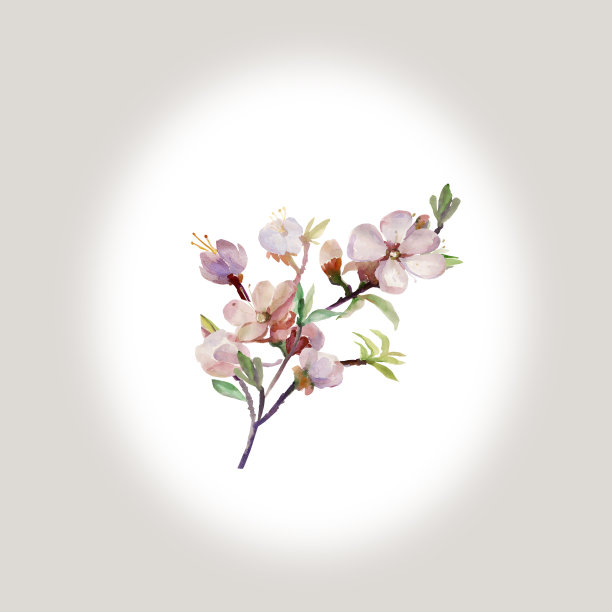 花杏分支图片下载