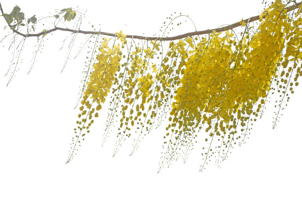 金雨花，决明子瘘管孤立上白。黄色的花。图片下载