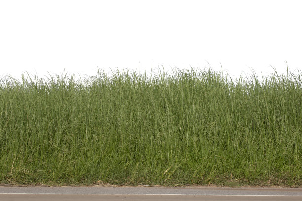 草孤立在白色背景上。图片下载