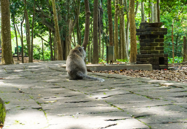 孤单的猕猴坐在大石头上图片下载
